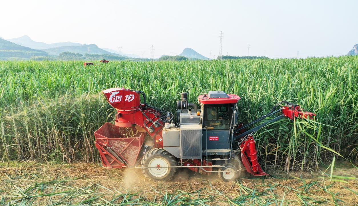 เทคโนโลยีเสริมพลังให้กับ 'อุตสาหกรรมหวาน': การผลิตอัจฉริยะของจีนเป็นผู้นำการปฏิวัติครั้งใหม่ในการเก็บเกี่ยวอ้อยของประเทศไทย——FMWORLD บรรลุการส่งมอบต่อปีที่สูงเป็นประวัติการณ์ในตลาดไทย